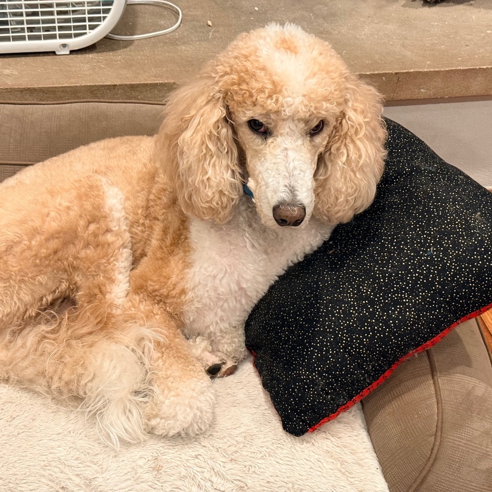 Meet your Posher, Valerie